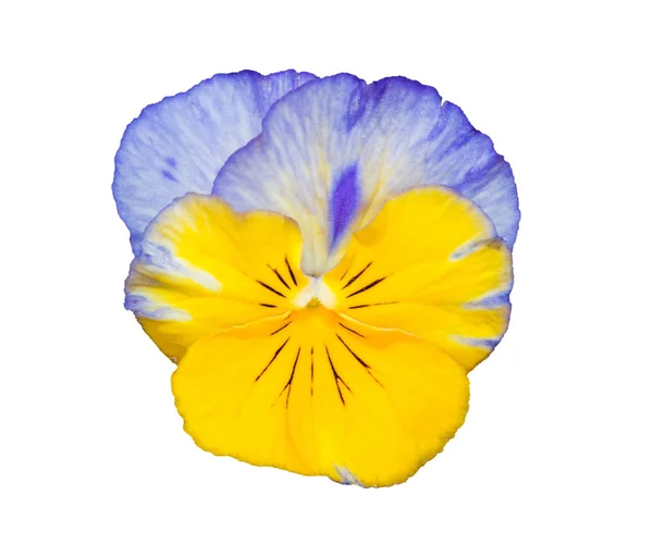 Viola Amarelo Azul Flor Pansy Isolado Fundo Branco Objeto Com — Fotografia de Stock