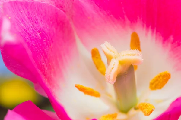 Macro Tulipano Primo Piano Antere Con Grani Polline Fiore Tulipano — Foto Stock