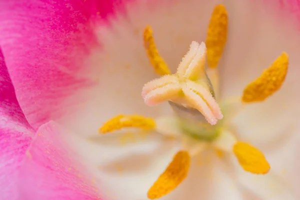 Zbliżenie Tulipan Makro Pylnikami Pyłek Ziarna Różowy Tulipan Kwiat — Zdjęcie stockowe