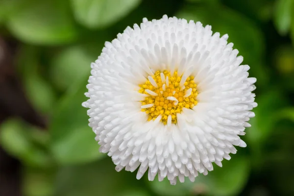 Vackra Marguerite Daisy Blomma Blommar Blomsterträdgård — Stockfoto
