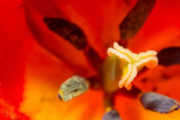 Close Macro Tulipa Anteras Com Grãos Pólen Flor Tulipa Vermelha — Fotografia de Stock