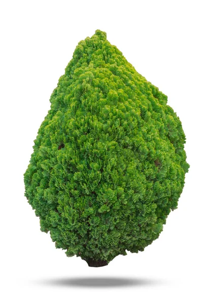 Thuja Green Bush Izolován Bílém Pozadí Objekt Ořezovou Cestou — Stock fotografie