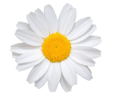White daisy close-up isolated on white background. object with clipping path. clipart