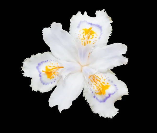 White fringed iris blooming (Iris japonica) isolated on black background. Object with clipping path.