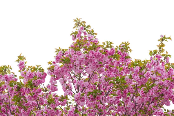 白い背景に隔離された美しいピンクの梅の花 クリッピング パスを持つオブジェクト — ストック写真