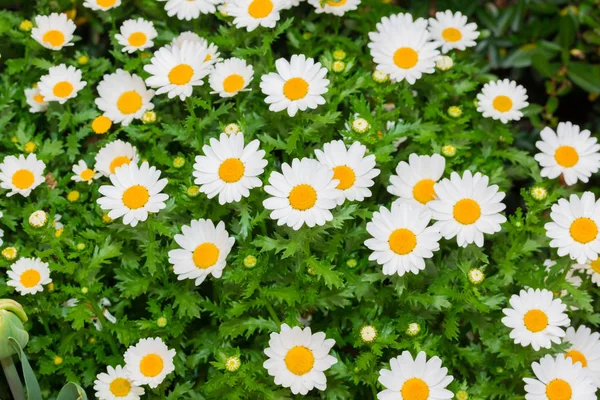 Vacker Vit Daisy Färsk Blomma Blomsterträdgård — Stockfoto