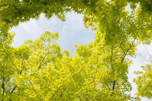 Érable Vert Dans Forêt Fond Naturel Luxuriant — Photo