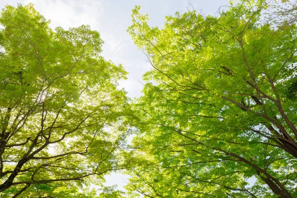 Érable Vert Dans Forêt Fond Naturel Luxuriant — Photo