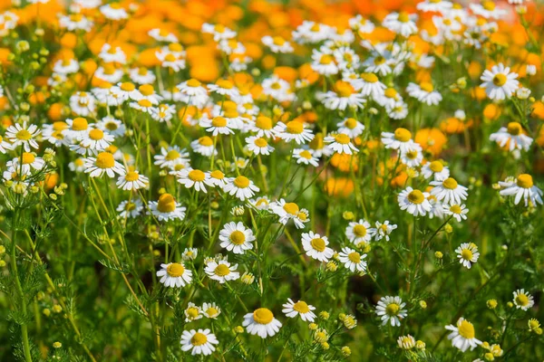 Vacker Vit Daisy Färsk Blomma Blomsterträdgård — Stockfoto