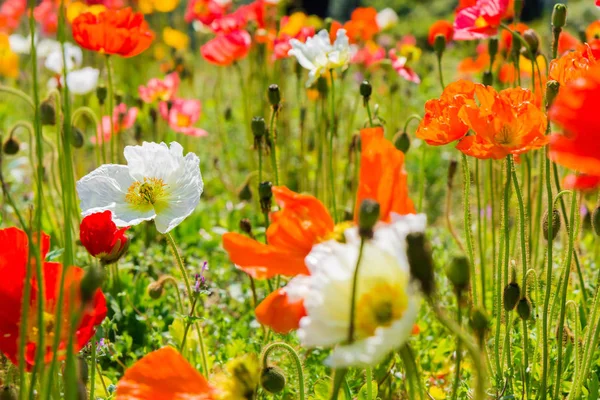 Hermoso Jardín Flores Una Flor Amapola Islandia Nombre Científico Papaver — Foto de Stock