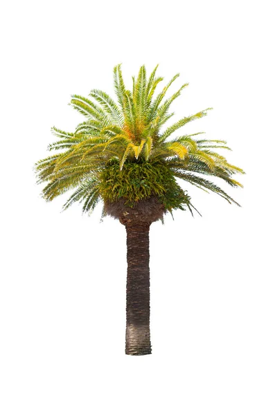 Zelený Krásný Palmový Strom Izolovaný Bílém Pozadí Objekt Ořezovou Cestou — Stock fotografie