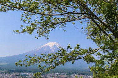 Doğada yeşil ağaç ile yaz aylarında Fuji MT.
