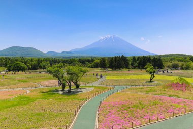 Shibazakura Festivali Sakura pembe yosun veya dağ Fuji Yamanashi, Japonya ile kiraz çiçeği alanı ile