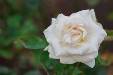 Çiçek bahçesinde yeşil yapraklı güzel beyaz gül, bahar mevsimi.