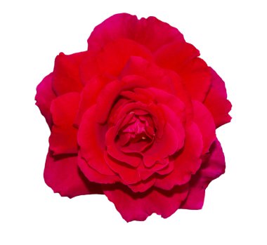 Güzel kırmızı gül beyaz arka plan üzerinde izole. Kırpma yolu olan nesne.
