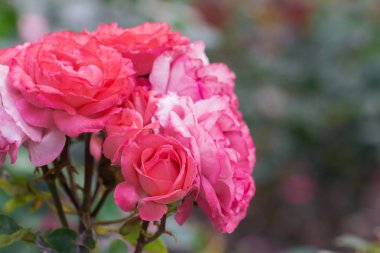 Çiçek bahçesinde yeşil yaprak ile güzel pembe gül, bahar sezonu.