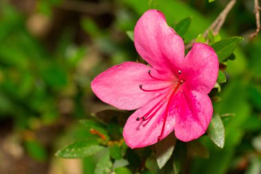 Pembe Satsuki açelya çiçeği (Azalea Rhododendron) doğada çiçeklenme.