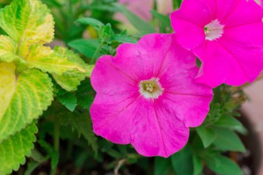 Çiçek bahçesinde güzel fuşya pembe sardunya.