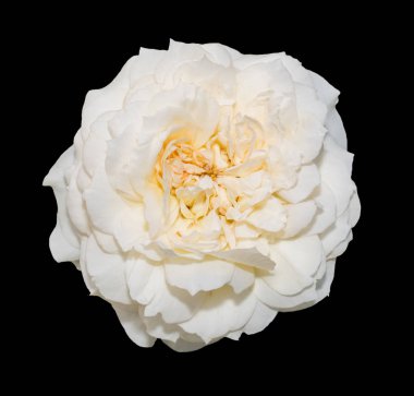 Güzel yumuşak sarı gül siyah arka plan üzerinde izole. Kırpma yolu olan nesne.