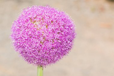 Japonya'da çiçek açan Dev Soğan (Allium Giganteum) çiçeği