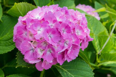 Japonya bahçesinde güzel Hidangeas pembe çiçekler, bahar.