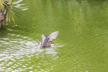 Inca Tern (Larosterna inca) yiyecek bulmak için gölet üzerinde uçan açık havada benekli.