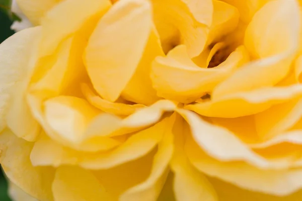 Primer Plano Rosa Amarilla Textura Flor Con Enfoque Suave — Foto de Stock