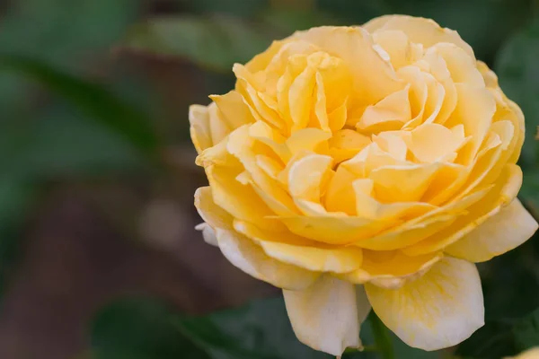 Belle Rose Jaune Avec Feuille Verte Dans Jardin Fleurs Saison — Photo