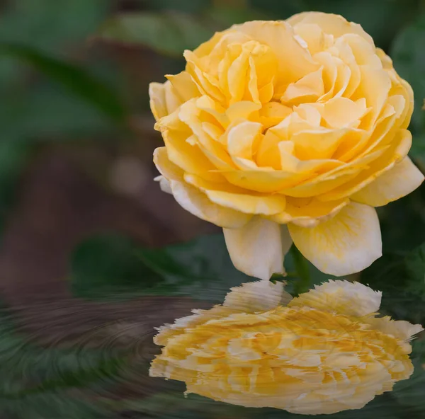 Belle Rose Jaune Avec Reflet Eau Dans Nature — Photo