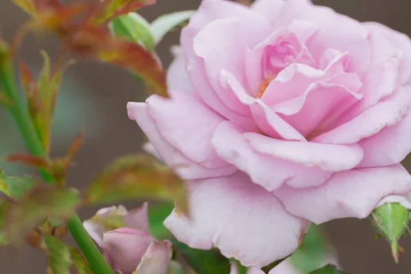 Beautiful Pink Rose Green Leaf Flower Garden Spring Season — Stock Photo, Image