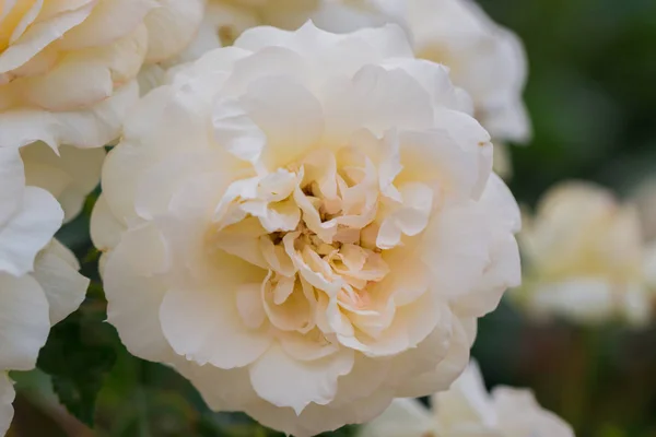 Çiçek Bahçesinde Yeşil Yapraklı Güzel Beyaz Gül Bahar Mevsimi — Stok fotoğraf