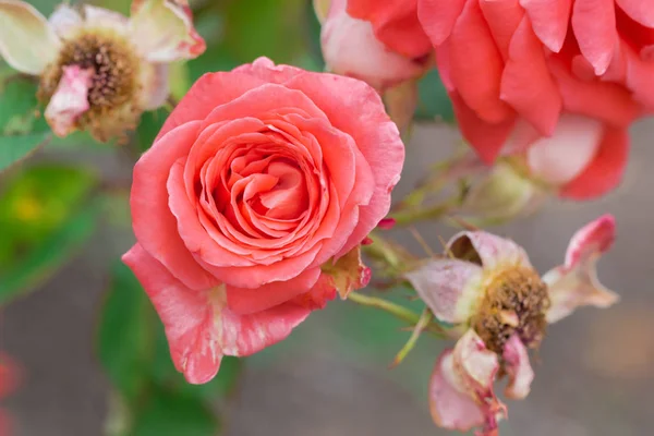 Beautiful Orange Rose Green Leaf Flower Garden Spring Season — Stock Photo, Image