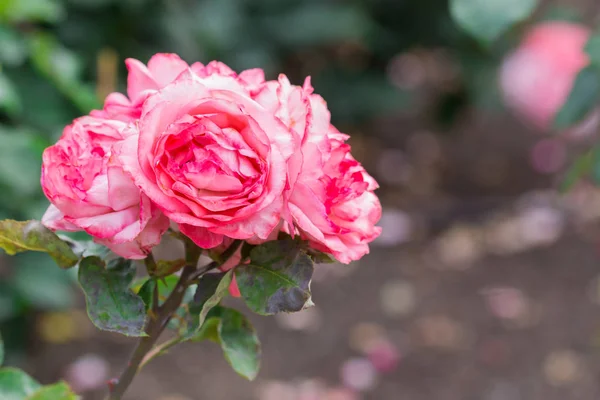 Beautiful Pink Rose Green Leaf Flower Garden Spring Season — Stock Photo, Image