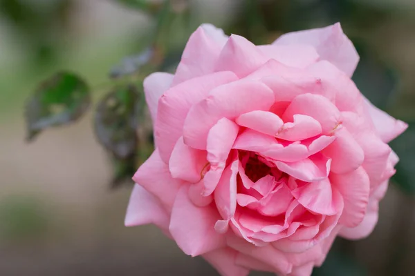 Belle Rose Rose Avec Feuille Verte Dans Jardin Fleurs Saison — Photo