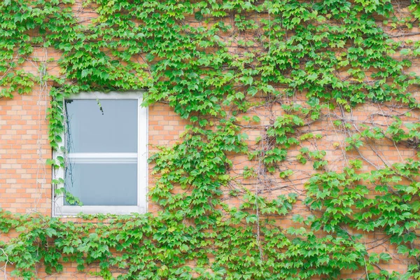 Старое Белое Окно Заброшенного Дома Ползучими Зелеными Листьями Растений Стене — стоковое фото