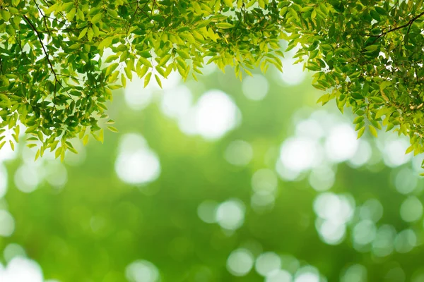Зеленые Листья Натуральным Боке Размытым Фоном — стоковое фото