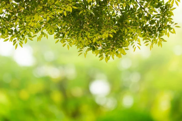 Зеленые Листья Натуральным Боке Размытым Фоном — стоковое фото