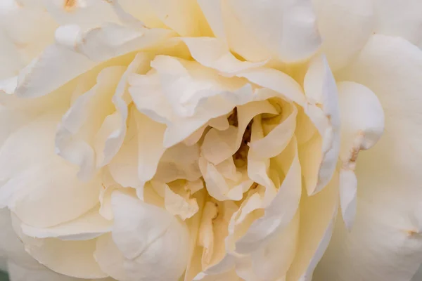 Gros Plan Texture Fleur Rose Blanche Avec Mise Point Douce — Photo