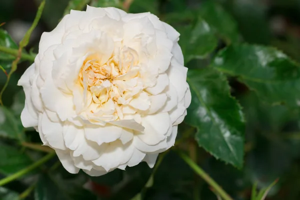 Çiçek Bahçesinde Yeşil Yapraklı Güzel Beyaz Gül Bahar Mevsimi — Stok fotoğraf
