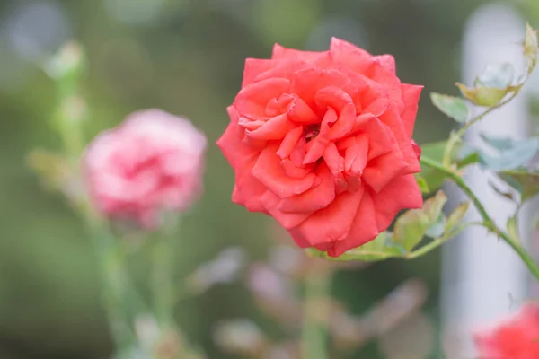 Çiçek Bahçesinde Yeşil Yapraklı Güzel Kırmızı Gül Bahar Mevsimi — Stok fotoğraf