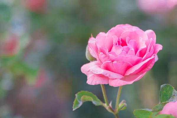 Belle Rose Rose Avec Feuille Verte Dans Jardin Fleurs Saison — Photo