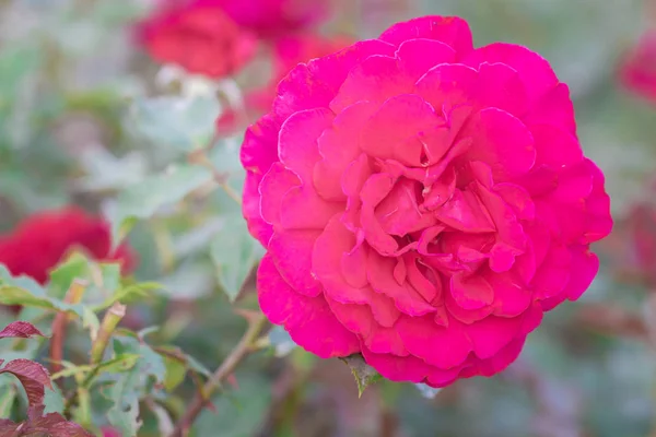 Çiçek Bahçesinde Yeşil Yaprak Ile Güzel Pembe Gül Bahar Sezonu — Stok fotoğraf