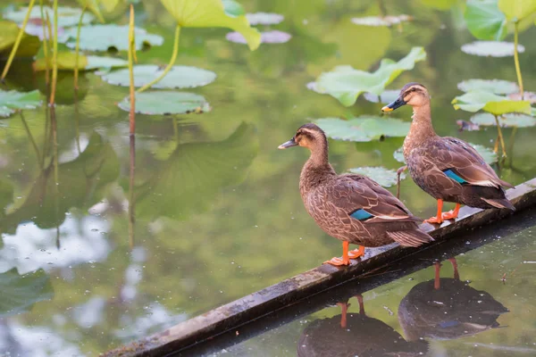 Enten Stehen Auf Holzstange Und Finden Futter Auf Teich Mit — Stockfoto