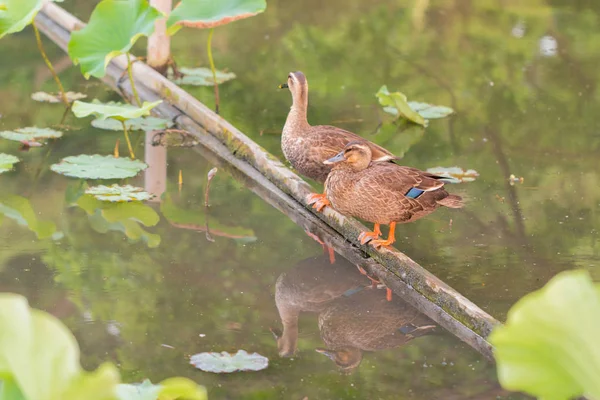Enten Stehen Auf Holzstange Und Finden Futter Auf Teich Mit — Stockfoto
