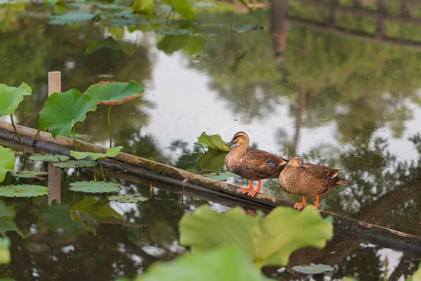 Ducks Stand Wood Bar Finding Food Pond Lotus Leaf — Stock Photo, Image