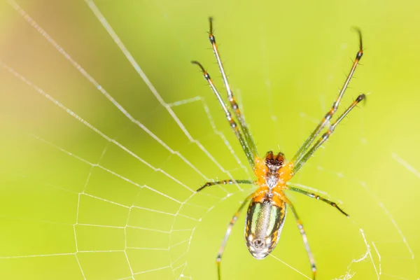 Spinne Schöne Farbe Auf Netz Wartet Auf Beute Gefunden Wald — Stockfoto