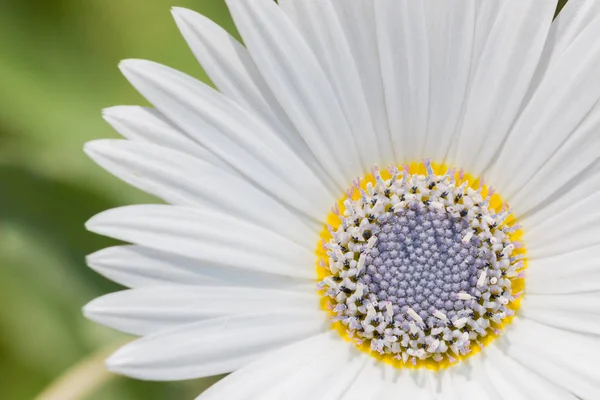 Vit Kamomill Blomma Med Lila Pistill Blomsterträdgård — Stockfoto