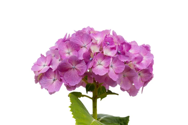 Vackra Hydrangeas Lila Blommor Isolerade Vit Bakgrund — Stockfoto