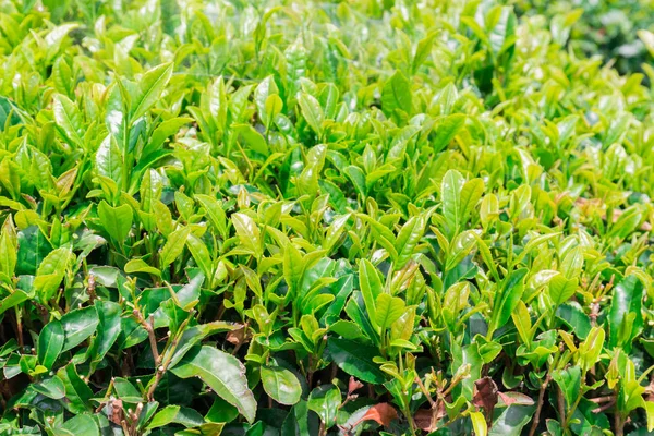Закрыть Свежие Листья Зеленого Чая Японии — стоковое фото