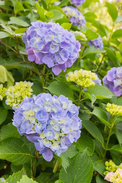 Belles Fleurs Pourpres Hortensias Dans Jardin Japonais Printemps — Photo